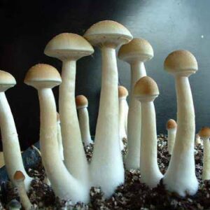 Chitwan Spore Syringe